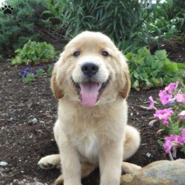 Roo, Golden Retriever Puppy